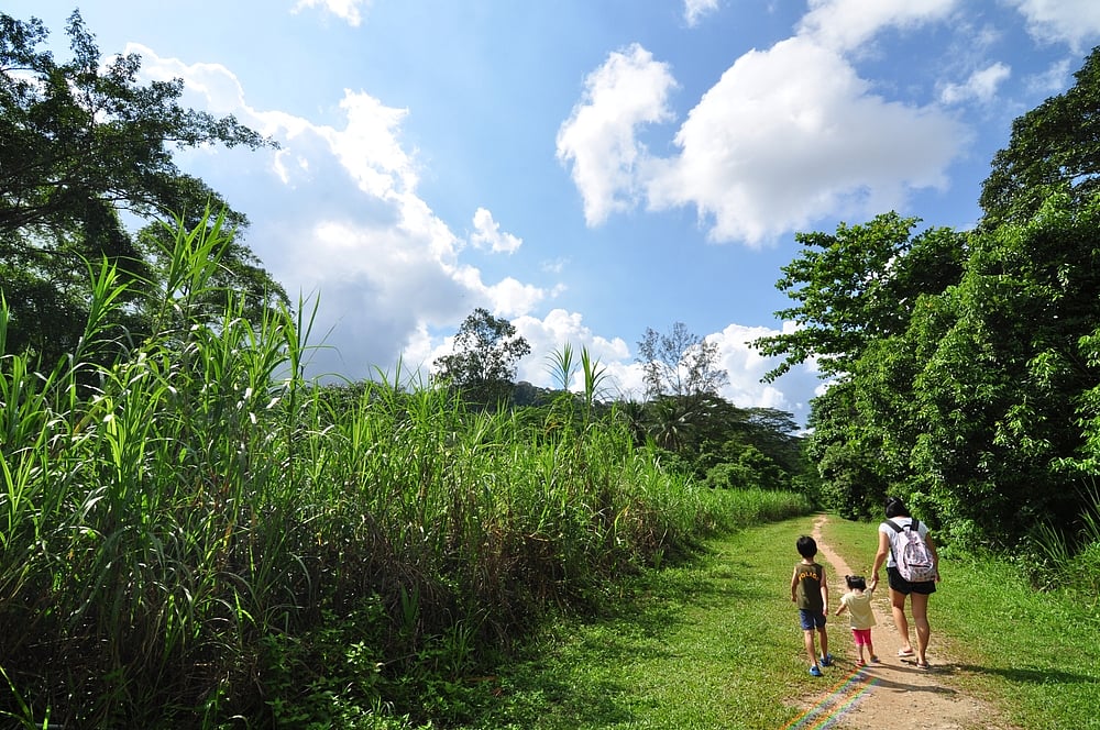 Rail Corridor is a continuous green passage that allows wildlife movement between central green spaces